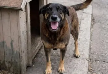 caso orelha expoe avanco dos maus tratos a animais brasil registra 13 processos por dia em 2025