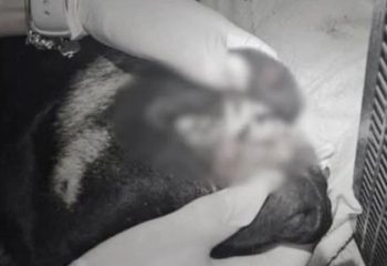 cachorro morto em itajai adolescentes sao apreendidos como suspeitos