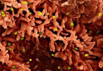 os tres virus que ameacam causar novas crises em 2026