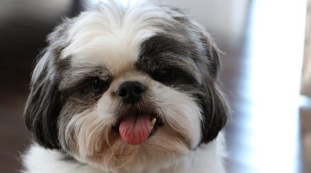 reconhecimento pelo afeto reacao de shih tzu em delegacia ajudou a policia a resolver disputa no rs