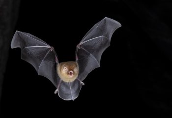 virus fungos e bacterias em morcegos entram no radar cientifico em area de transicao entre cerrado e amazonia