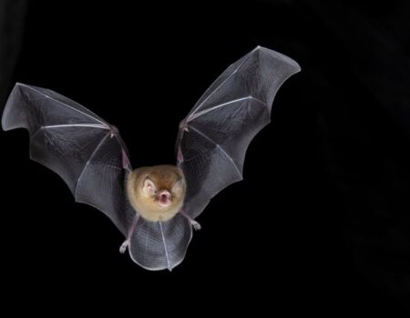 virus fungos e bacterias em morcegos entram no radar cientifico em area de transicao entre cerrado e amazonia