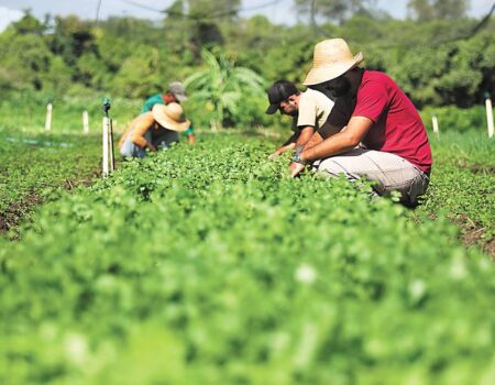 comite define acoes prioritarias do programa nacional de reducao de agrotoxicos para 2026 2027