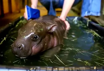 mais feliz do mundo bebe hipopotamo pigmeu jellybean vira sensacao no wildlife world zoo aquarium safari park