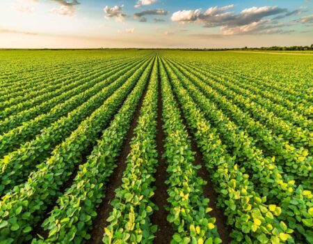 agronegocio no centro oeste segue como motor da economia mas enfrenta novos desafios ambientais e logisticos
