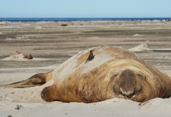 crueldade no litoral morte de leoncio choca o pais e expoe violencia contra a vida marinha