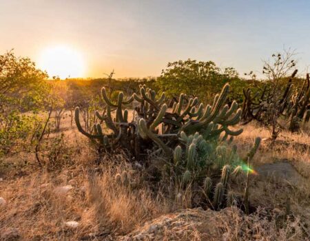 embrapa desenvolve tecnica que usa agua salobra para produzir mudas mais resistentes no semiarido