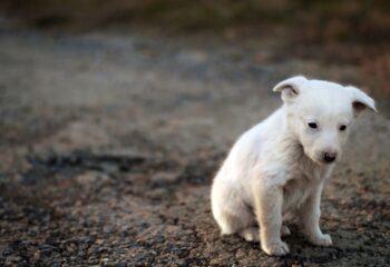 mp aciona justica e pede r 200 mil de casal flagrado abandonando caes em abrigo