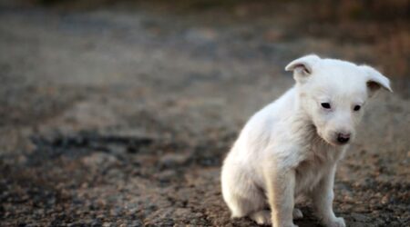 mp aciona justica e pede r 200 mil de casal flagrado abandonando caes em abrigo