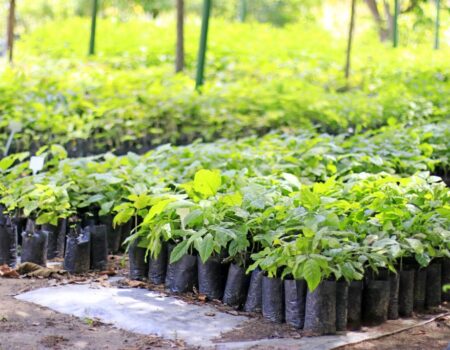 tce mt fixa prazos para ampliar arborizacao urbana e cobra planejamento de estado e municipios