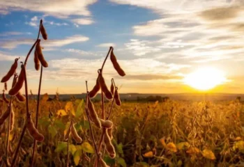 agronegocio de mato grosso mantem projecao positiva para exportacoes em 2026