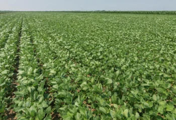 cadeia da soja e biodiesel cresce quase 12 e reforca forca do agronegocio brasileiro