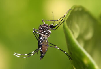 casos de dengue aumentam e preocupam autoridades de saude no brasil