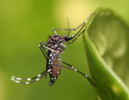 casos de dengue aumentam e preocupam autoridades de saude no brasil