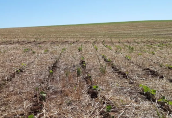 fao alerta para risco de crise alimentar com possivel el nino intenso em 2026