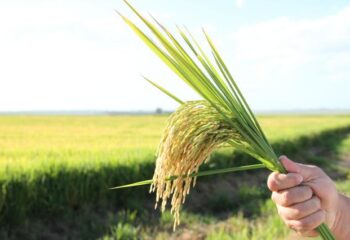 mercado do arroz enfrenta pressao no brasil enquanto estoques globais devem cair aponta usda
