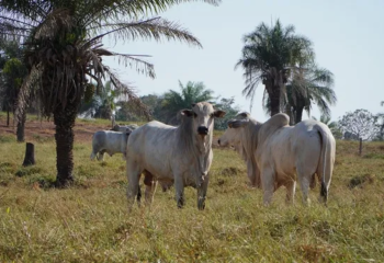 mercado do boi gordo fecha em queda e maior oferta pressiona precos em mato grosso