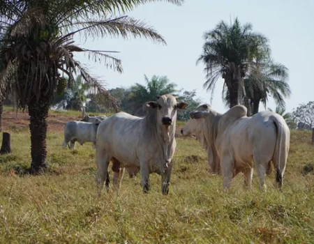 mercado do boi gordo fecha em queda e maior oferta pressiona precos em mato grosso
