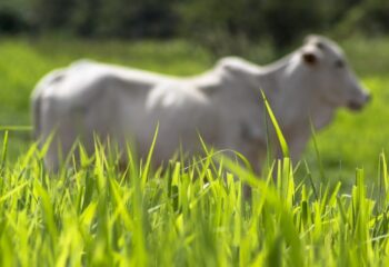 mercado do boi gordo mantem ritmo aquecido e exportacoes impulsionam setor em maio