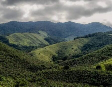 minas gerais lidera desmatamento da mata atlantica e acende alerta ambiental no sudeste