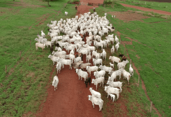 preco da carne bovina atinge maior valor da historia e pressiona mercado