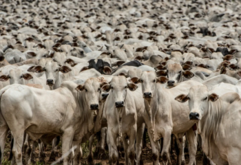 uniao europeia exclui brasil de lista de paises autorizados a exportar carne ao bloco