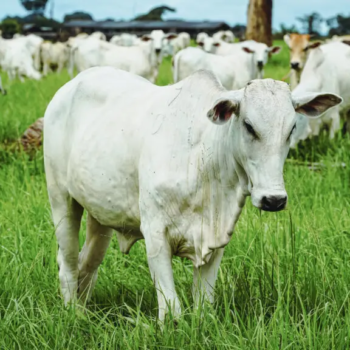 exportacoes de carne bovina do brasil superam us 12 bilhao em junho e podem bater recorde historico
