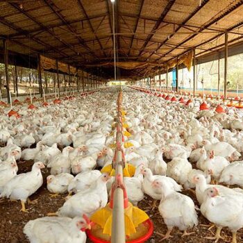 exportacoes de carne de frango do brasil superam us 1 bilhao em maio pela primeira vez