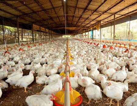 exportacoes de carne de frango do brasil superam us 1 bilhao em maio pela primeira vez