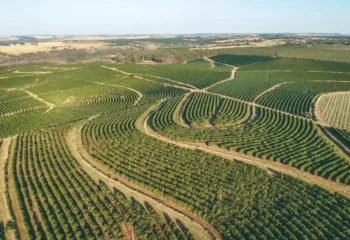 mato grosso amplia producao de gergelim e mira mercado internacional