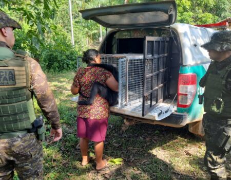 mato grosso investe em capacitacao para ampliar resgate de animais silvestres