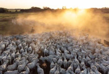 mato grosso mantem lideranca na pecuaria nacional mas desafios externos exigem adaptacao do setor