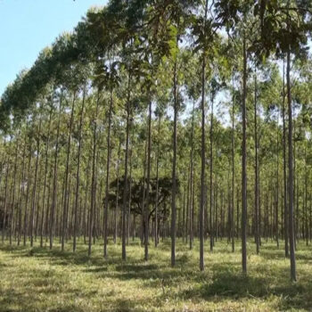 megainvestimento de r 27 bilhoes da cmpc pode deixar o brasil e ir para o paraguai