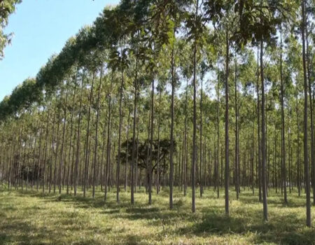 megainvestimento de r 27 bilhoes da cmpc pode deixar o brasil e ir para o paraguai
