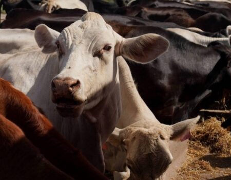 mosca da bicheira reaparece nos eua apos seis decadas e acende alerta na pecuaria