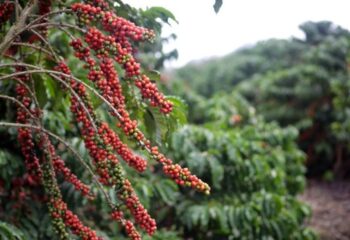 mudancas climaticas ameacam producao mundial de cafe e impulsionam busca por especies mais resistentes