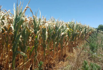 novo corte no seguro rural reduz protecao ao agronegocio e preocupa produtores diante de eventos climaticos extremos