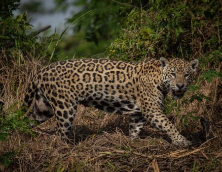 pantanal entra em periodo de monitoramento intensivo para proteger fauna e flora