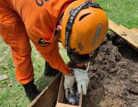 resgate de animais silvestres cresce e mobiliza organizacoes ambientais