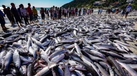 suspensao da pesca da tainha em santa catarina gera revolta entre pescadores e pressao por revisao das cotas