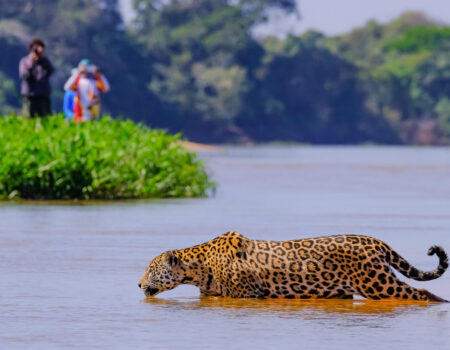 turismo no pantanal se prepara para temporada de observacao da vida selvagem
