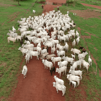 ausencia da china reduz exportacoes de carne bovina e leva frigorificos a ajustar producao
