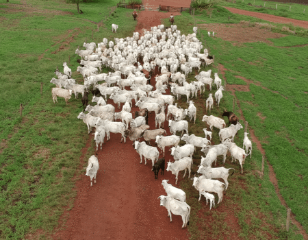 ausencia da china reduz exportacoes de carne bovina e leva frigorificos a ajustar producao
