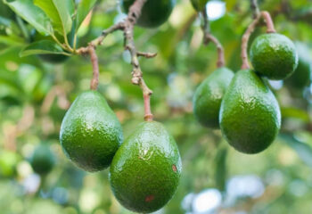 brasil deve registrar safra recorde de avocado em 2026 com avanco da producao e das exportacoes