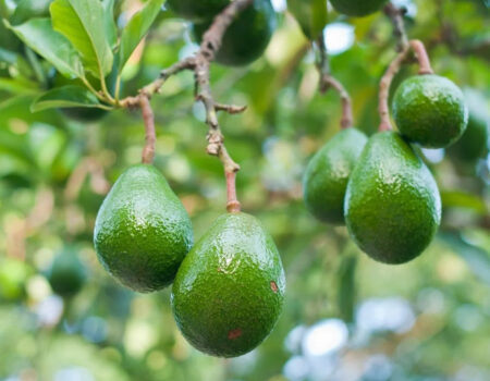 brasil deve registrar safra recorde de avocado em 2026 com avanco da producao e das exportacoes