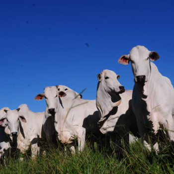 brasil se aproxima do limite de exportacao de carne bovina para a china e setor teme prejuizos scaled