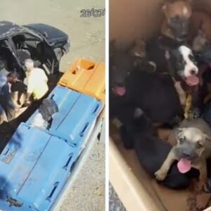 cameras identificam homem que abandonou 11 filhotes de cachorro em rodovia de lucas do rio verde