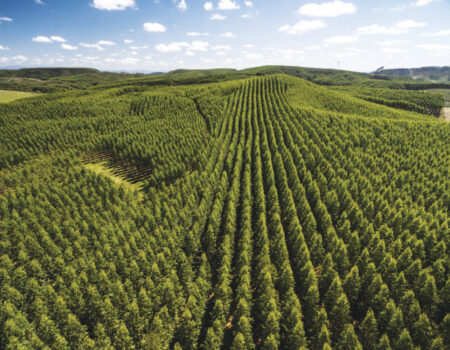 china lanca plano para ampliar florestas e combater desertificacao ate 2030