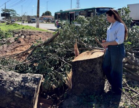 derrubada de arvores durante obra em cuiaba gera pedido de investigacao ambiental