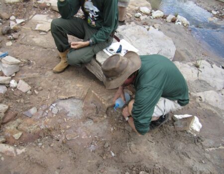 fossil de cobra encontrado em sp pode ajudar a revelar a origem das serpentes